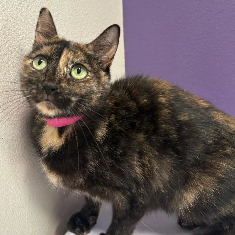 An adult medium-sized female Tortoiseshell Domestic Short Hair cat named Minka for adoption in Englewood, FL