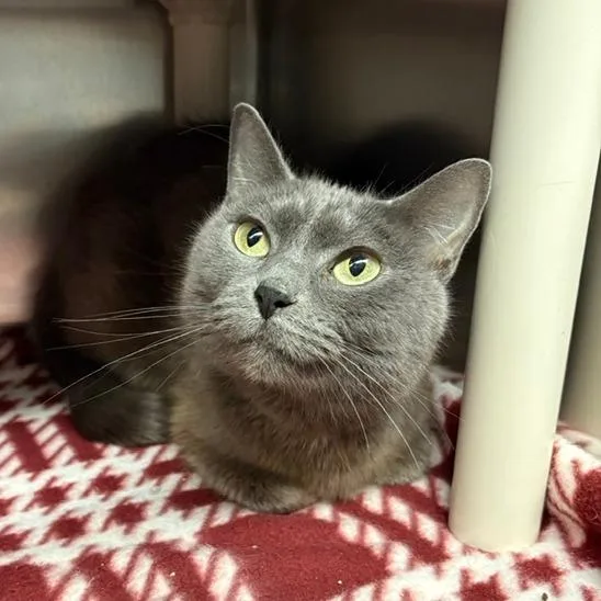 A young small-sized female Gray / Blue / Silver Domestic Short Hair cat named Meowna Lisa for adoption in Fargo, ND