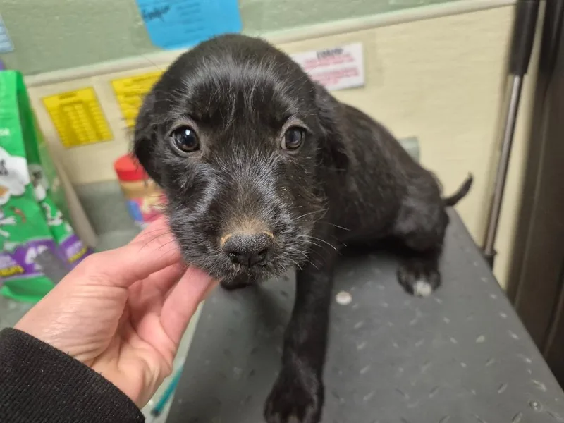 A baby small-sized female Mixed Breed dog named Lea for adoption in Ellijay, GA