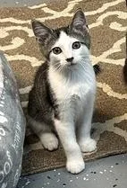 A baby small-sized male Black & White / Tuxedo Domestic Short Hair cat named Sylvester for adoption in Woodbridge, VA