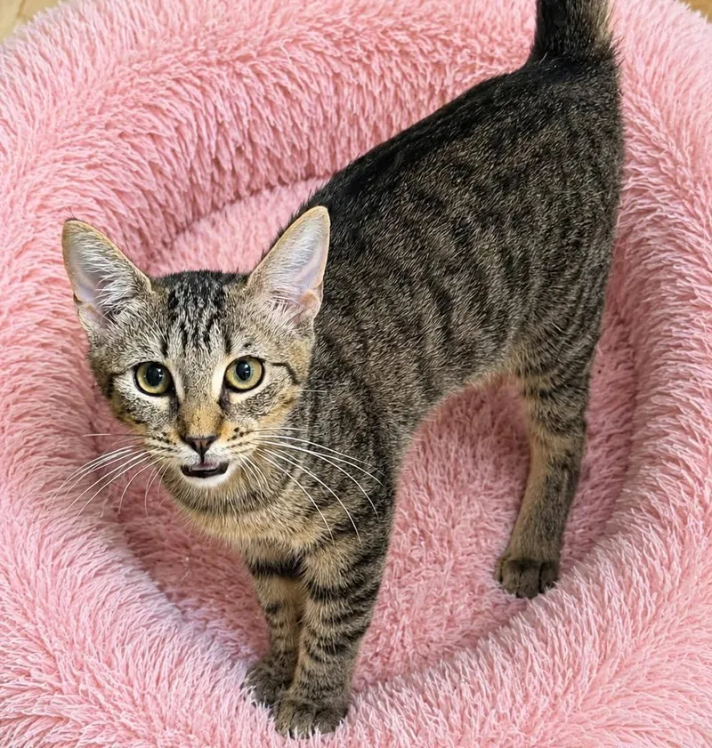 A baby small-sized female Domestic Short Hair cat named Mattie for adoption in Grand Bay, AL