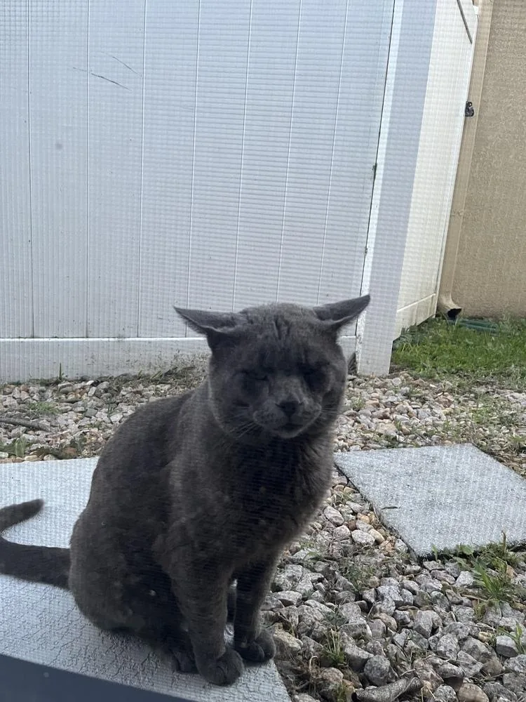 An adult large-sized male Gray / Blue / Silver Domestic Short Hair cat named Buddy for adoption in Orlando, FL