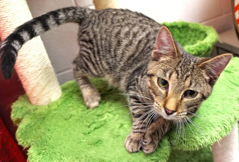 A baby medium-sized male Tabby (Brown / Chocolate) Tabby cat named James for adoption in Smithfield, NC