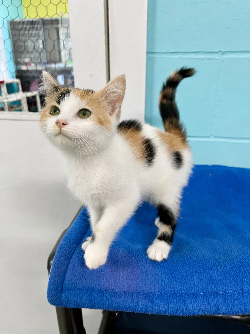 A baby medium-sized female Calico Domestic Short Hair cat named Gwen for adoption in Jamestown, ND
