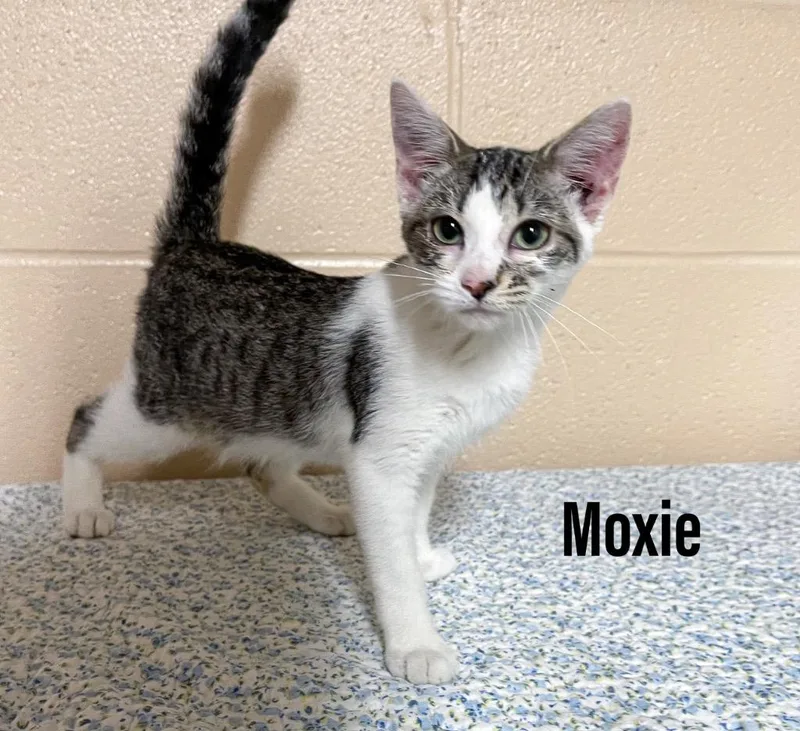 A baby small-sized female Domestic Short Hair cat named Moxie for adoption in Clearfield, KY
