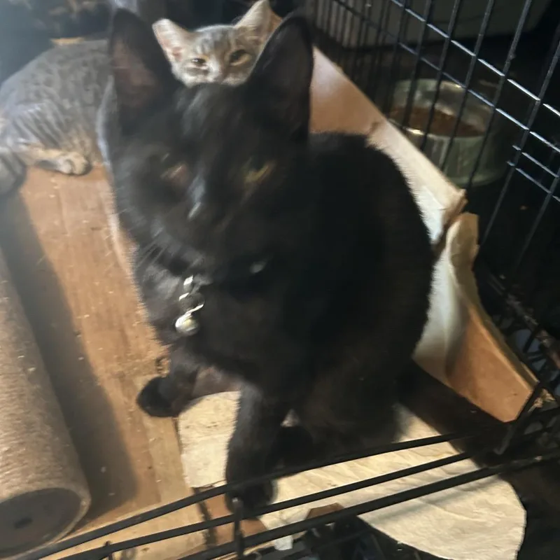 A baby small-sized male Black Domestic Short Hair cat named Dark knight for adoption in Veneta, OR