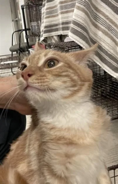 A baby small-sized male Domestic Short Hair cat named Philipp for adoption in Van Nuys, CA