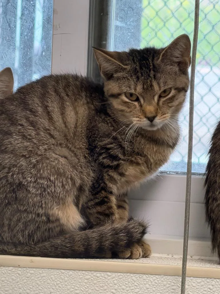 A baby small-sized female Domestic Short Hair cat named Patches for adoption in Ogdensburg, NY