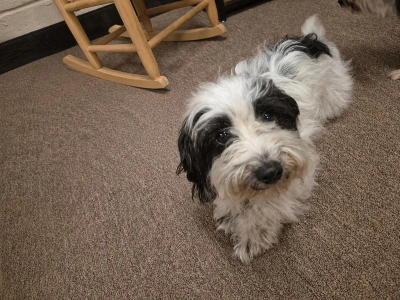 An adult small-sized female Tricolor (Brown, Black, & White) Maltese dog named Moo Moo for adoption in Colorado Springs, CO