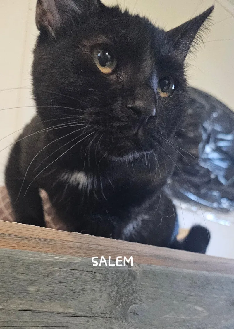 Salem thumbnail 2