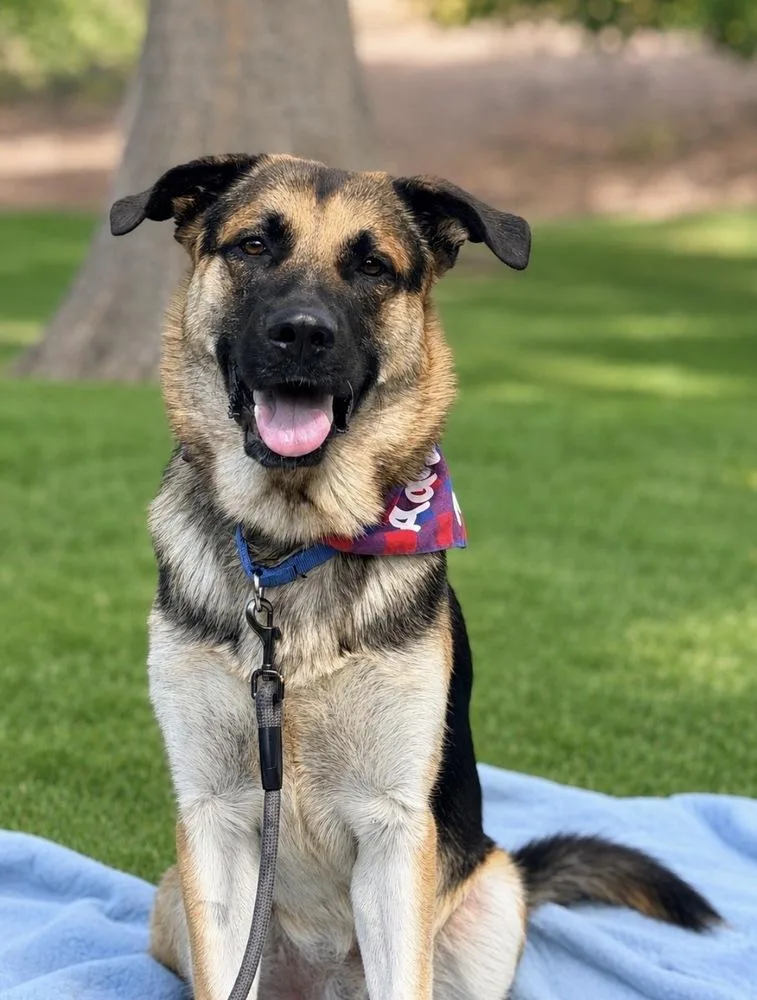 A young large-sized male German Shepherd Dog dog named Murphy for adoption in Pleasant Hill, CA