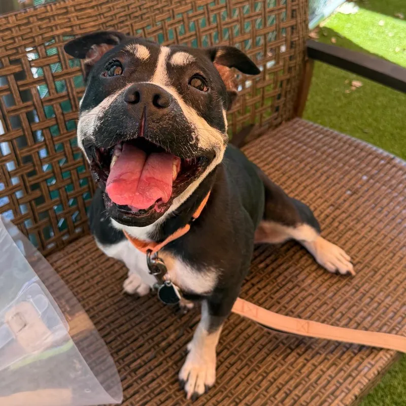 An adult medium-sized female Black Mixed Breed dog named Serenity for adoption in Warwick, RI