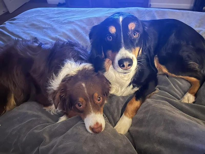 An adult medium-sized female Bicolor Australian Shepherd dog named Miley And Brodie for adoption in Alexandria, VA
