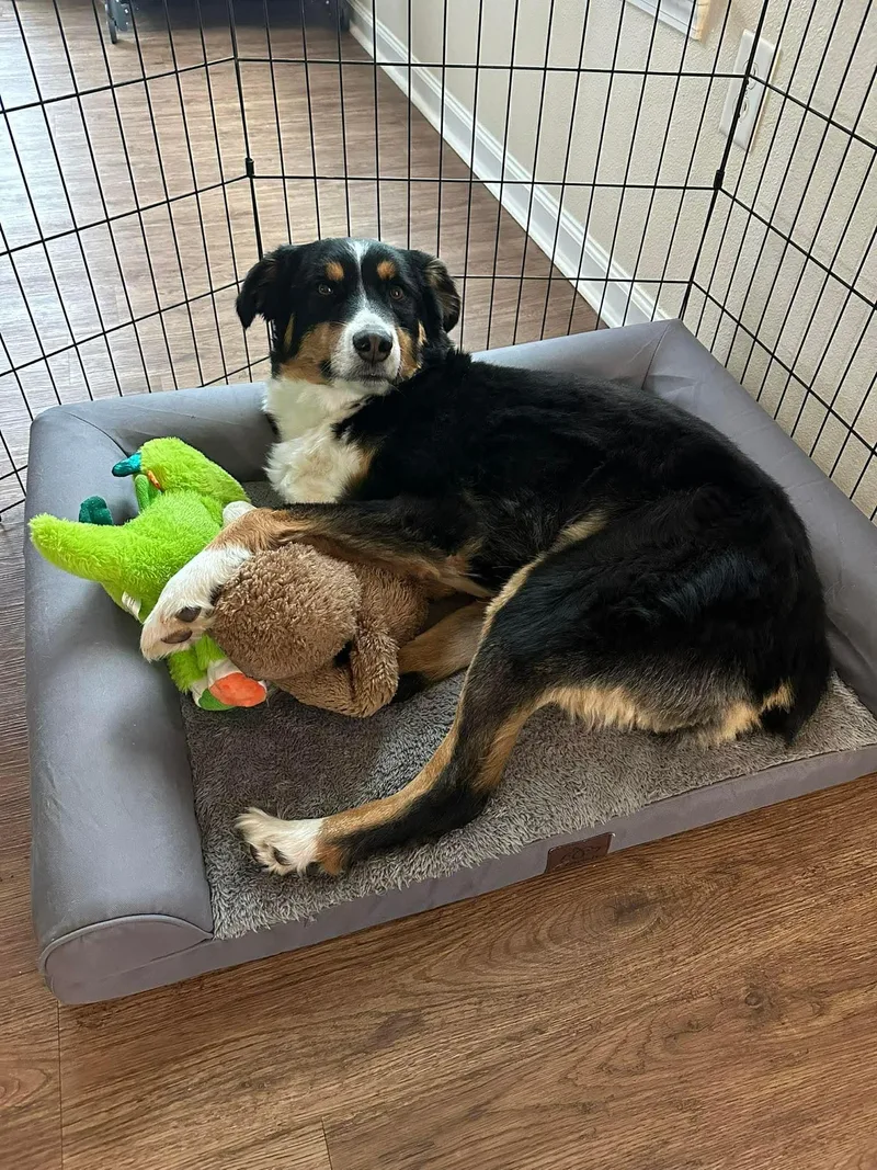 Miley And Brodie thumbnail 4