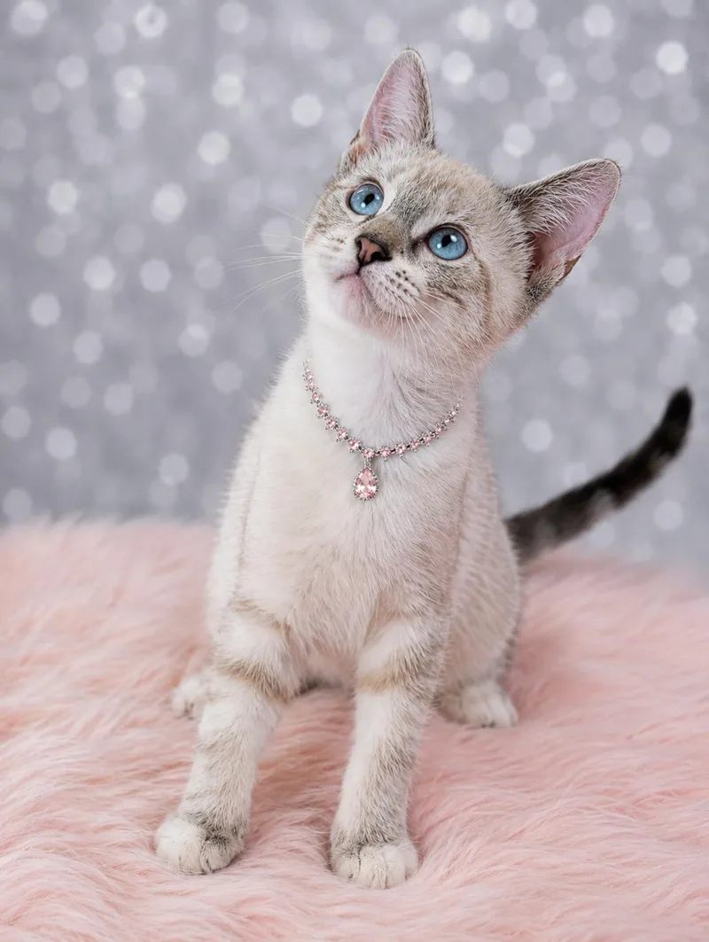 A baby small-sized female Tabby (Gray / Blue / Silver) Siamese cat named Claudia for adoption in Houston, TX