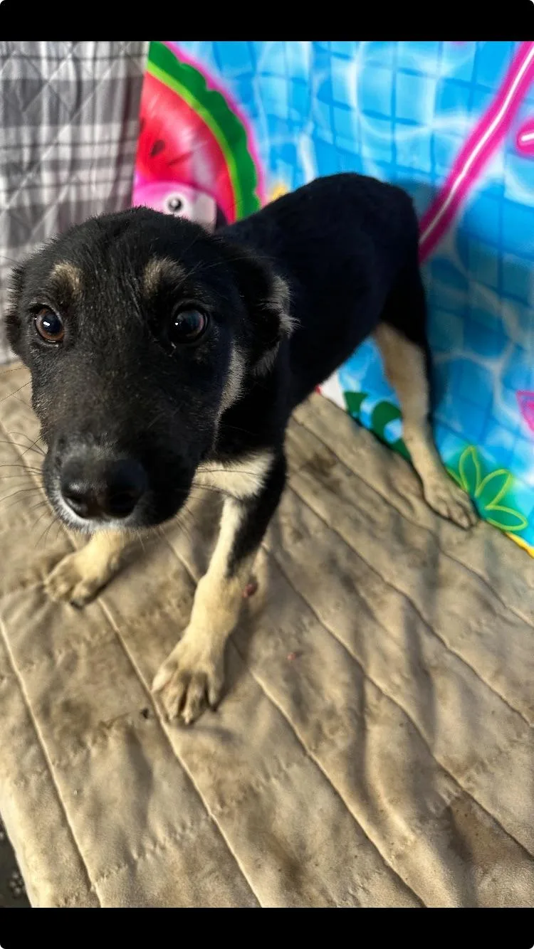 A baby medium-sized female Labrador Retriever dog named Margo Pup for adoption in Medfield, MA