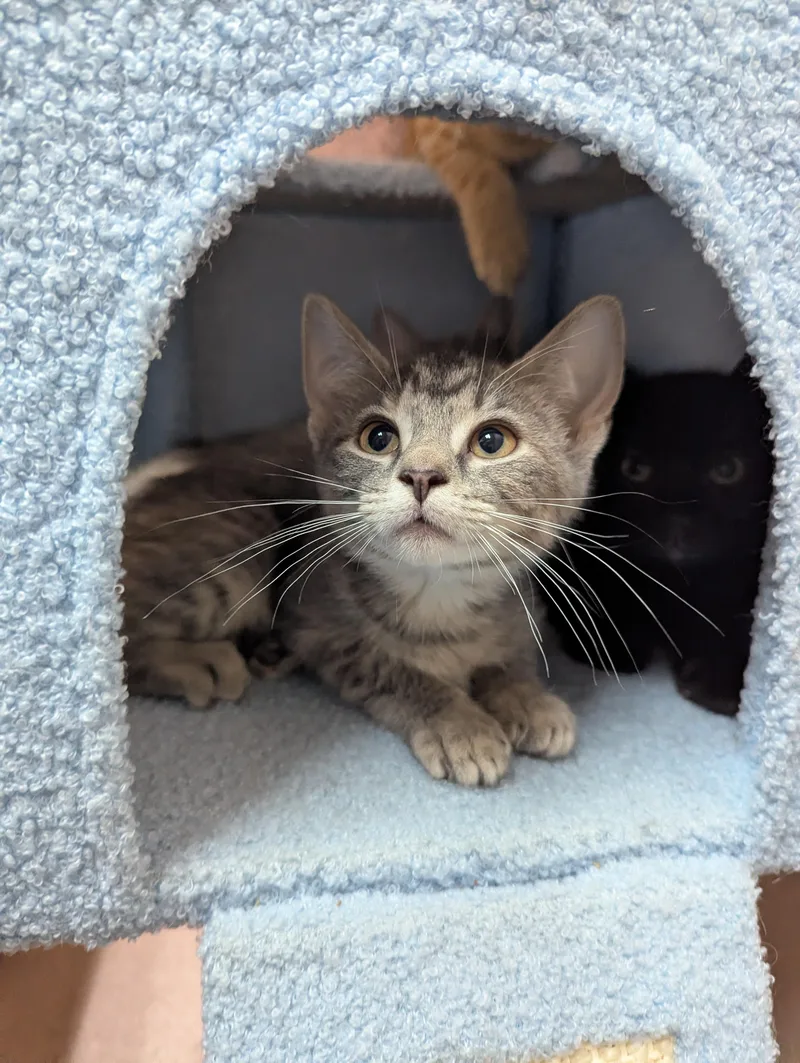 A baby medium-sized female Domestic Short Hair cat named LadyBug for adoption in Oconto, WI