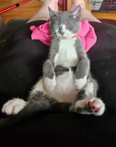 A baby medium-sized male Gray & White Domestic Short Hair cat named Frances for adoption in Mechanicsburg, PA