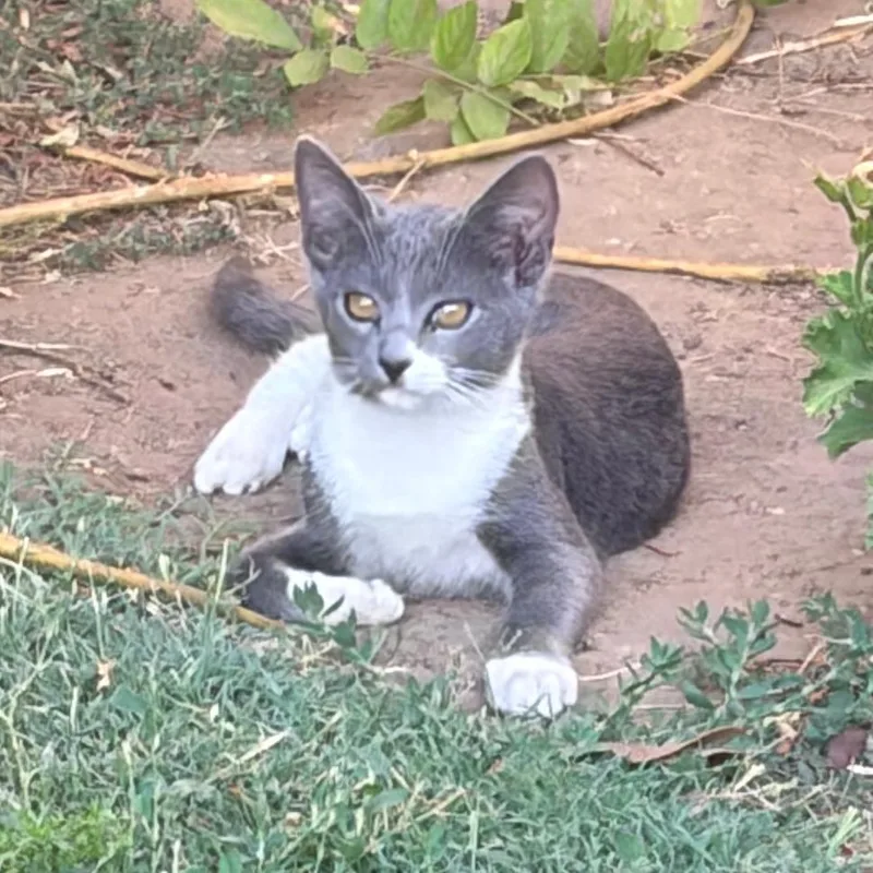 A baby small-sized female Gray / Blue / Silver Domestic Short Hair cat named Delilah for adoption in Pasadena, CA
