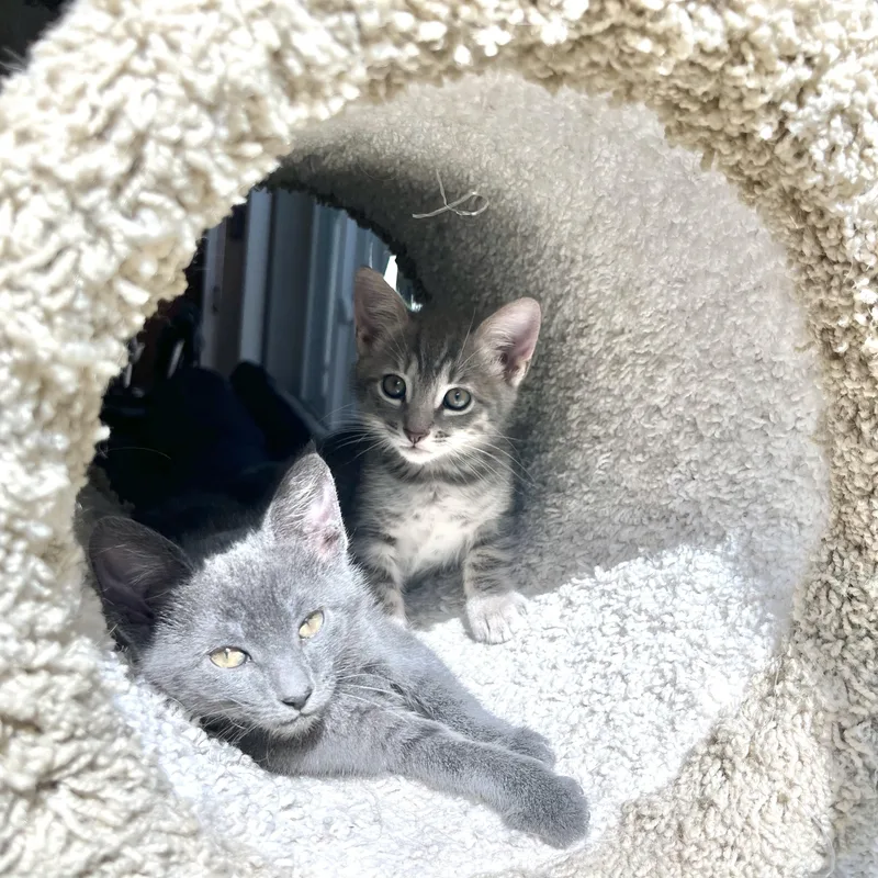 A baby medium-sized female Gray / Blue / Silver Domestic Short Hair cat named Catalina for adoption in San Juan Capistrano, CA