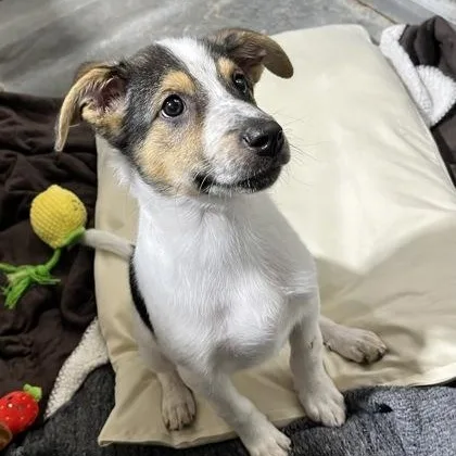 A baby medium-sized male Mixed Breed dog named Pumpkin for adoption in Rapid City, SD