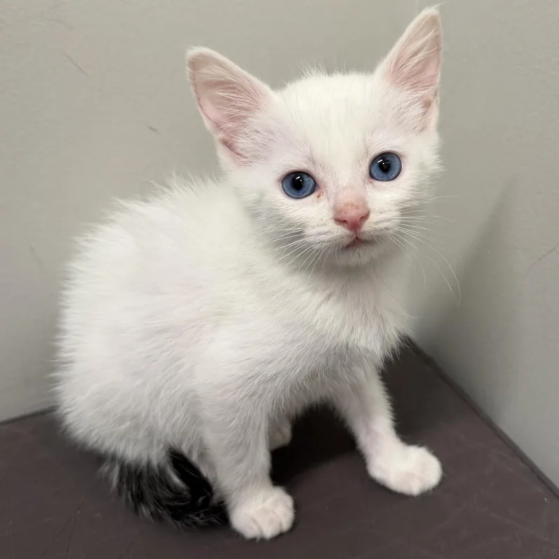 A baby medium-sized male White Domestic Short Hair cat named Boo for adoption in Libertyville, IL