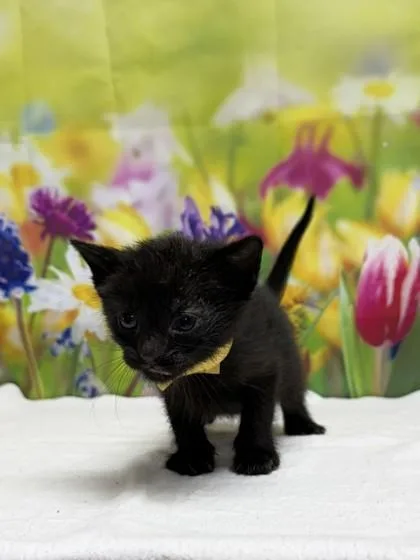 A baby small-sized female Domestic Short Hair cat named Sushi for adoption in San Antonio, TX