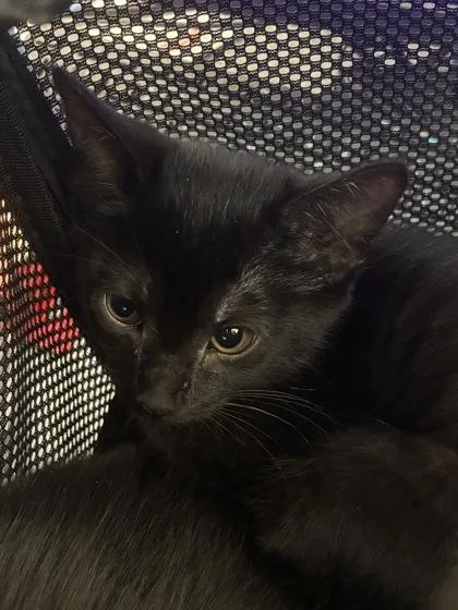 A baby small-sized female Domestic Short Hair cat named Winnifred for adoption in West Chester, PA