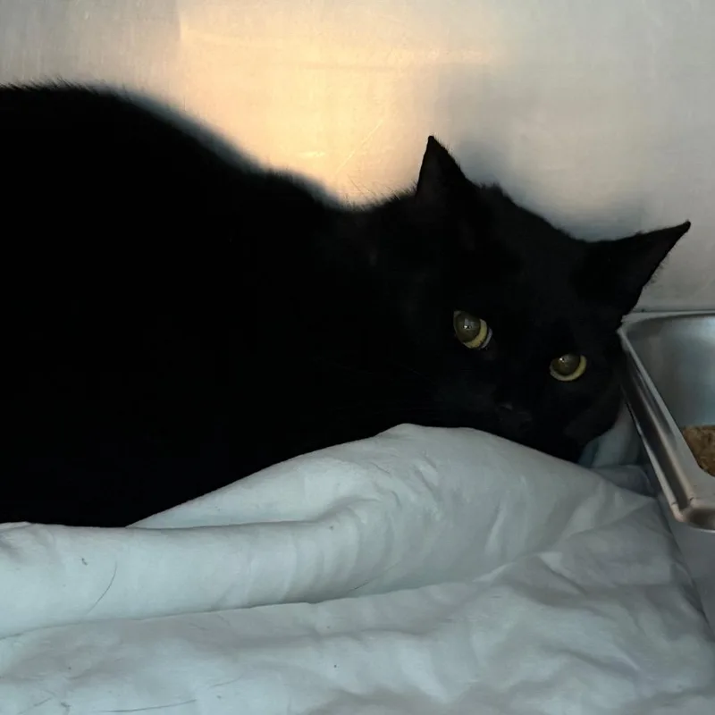 An adult medium-sized female Black Domestic Short Hair cat named Clover for adoption in Troy, VA