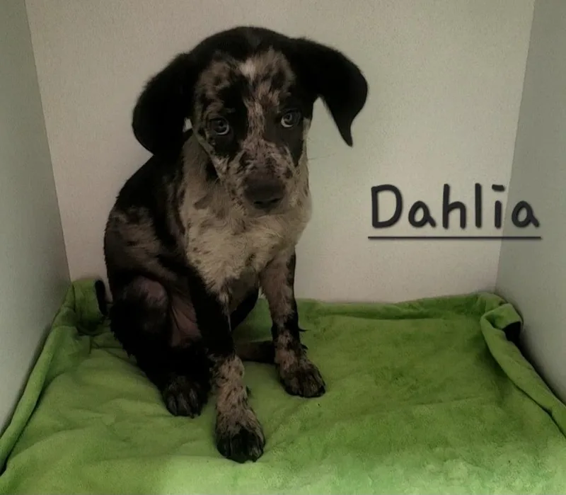 A baby medium-sized female Labrador Retriever dog named Dahlia for adoption in Huntsville, TX