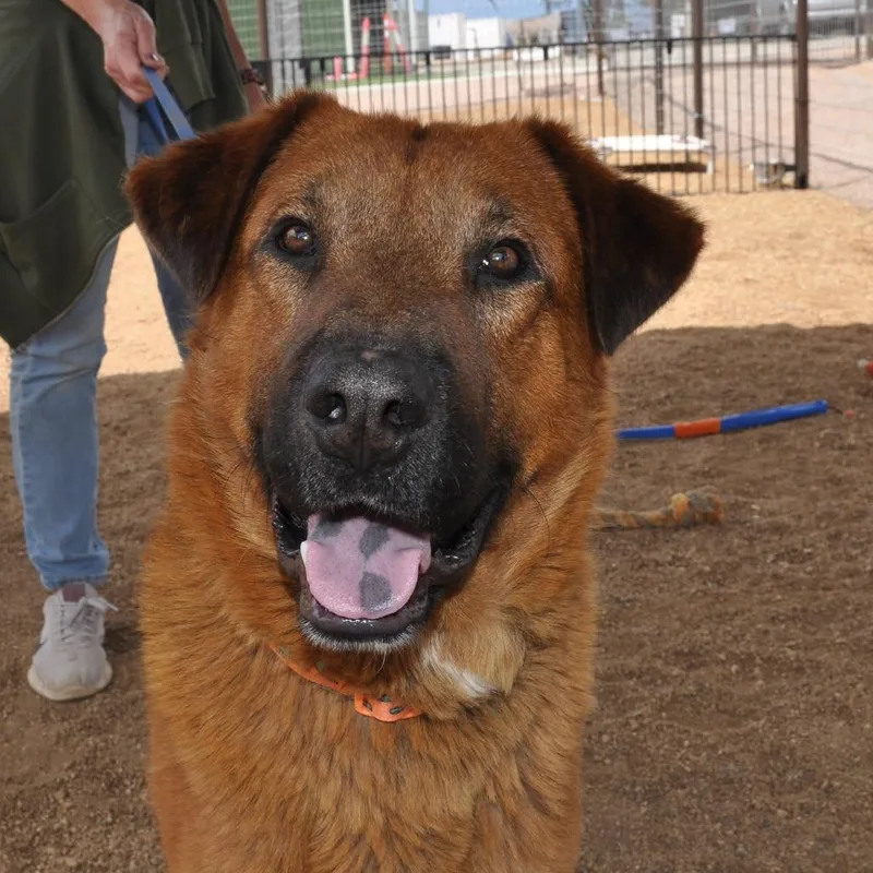 An adult large-sized male Red / Chestnut / Orange Retriever dog named Bugsy Malone for adoption in Prescott, AZ