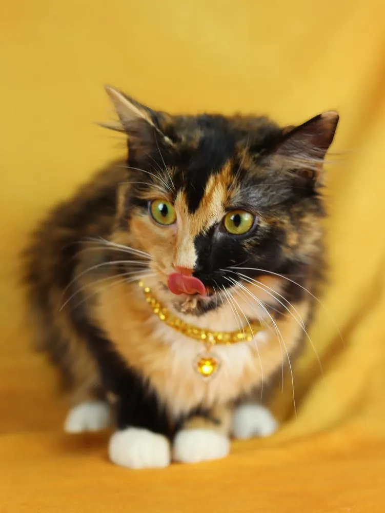 A young medium-sized female Calico cat named Chenille for adoption in Lewisburg, TN