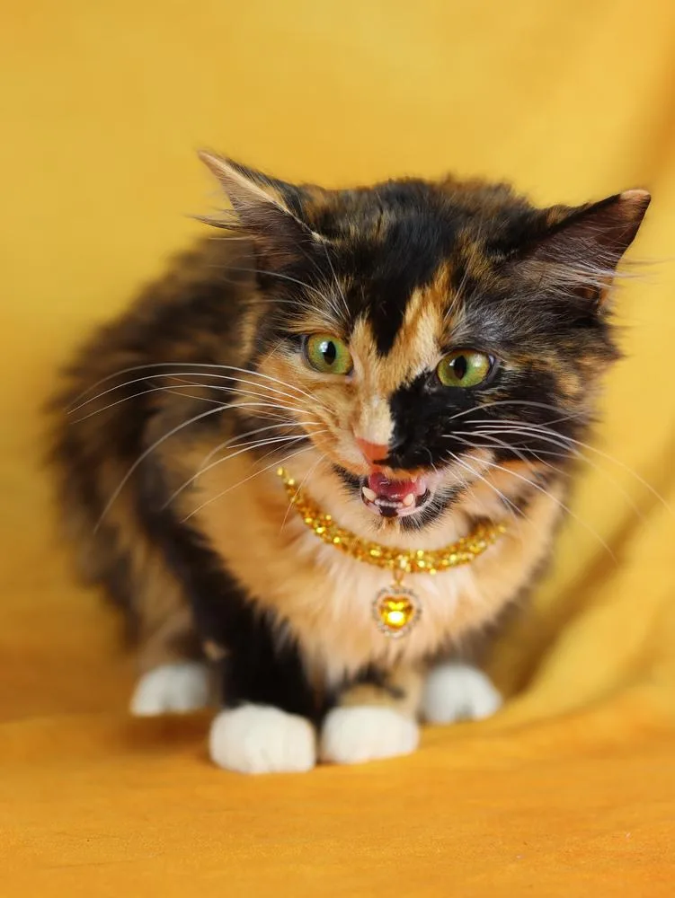 Chenille thumbnail 2