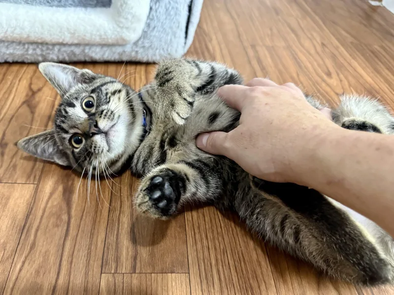 A baby small-sized male Tabby (Brown / Chocolate) Domestic Short Hair cat named Randall Houston for adoption in Ashland, OH