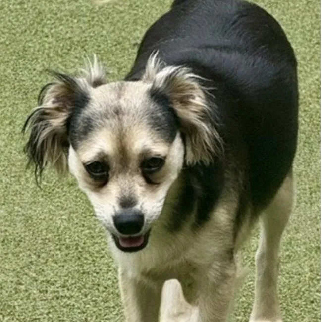A young medium-sized female Terrier dog named Harrow for adoption in Norwalk, CT