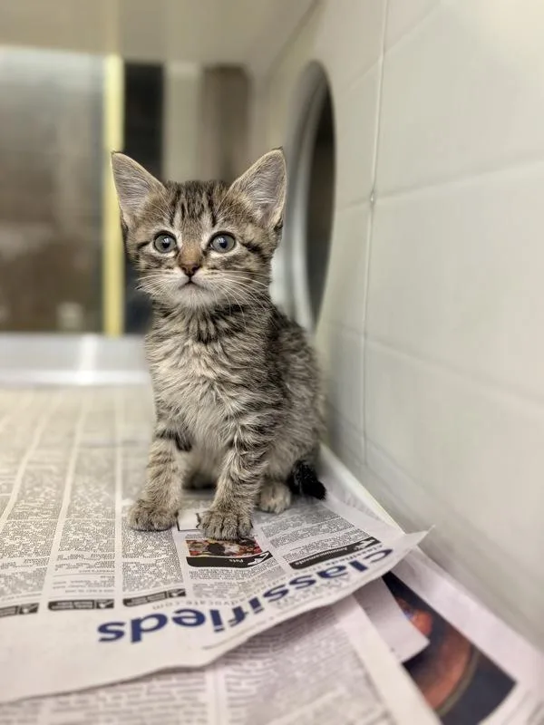 A baby small-sized female Domestic Short Hair cat named Maizie for adoption in Lafayette, LA