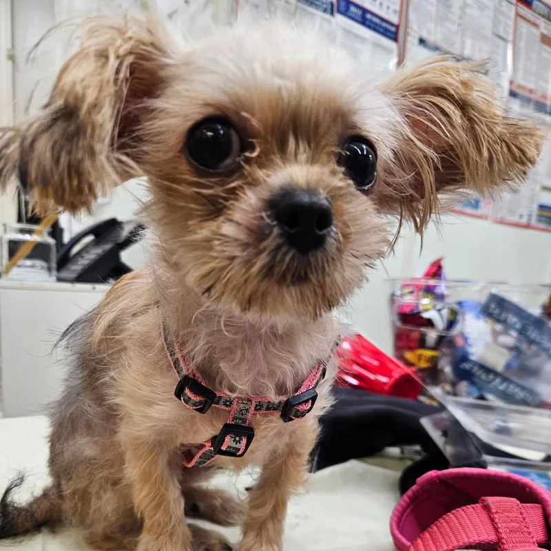 A baby small-sized male Yellow / Tan / Blond / Fawn Yorkie Poo dog named Joey for adoption in Phoenixville, PA