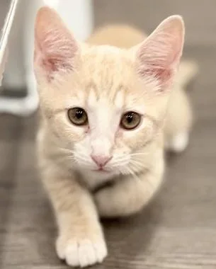A baby medium-sized male Tabby (Buff / Tan / Fawn) Domestic Short Hair cat named Schroeder W for adoption in North Highlands, CA