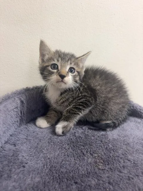 A baby small-sized male Tabby (Tiger Striped) Domestic Short Hair cat named Merlin for adoption in Monroe, GA