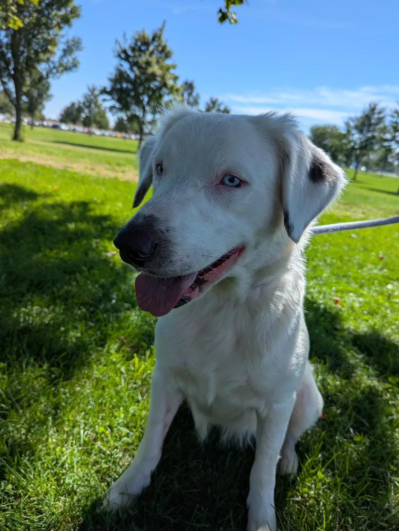 An adult medium-sized female Catahoula Leopard Dog dog named Lorelei for adoption in Valparaiso, IN