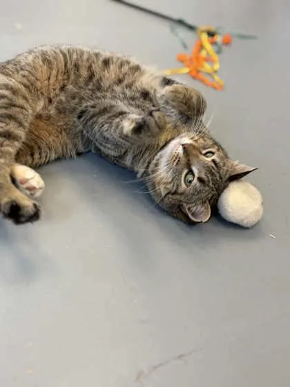 An adult small-sized female Domestic Short Hair cat named Gigi for adoption in Mount Pleasant, IA