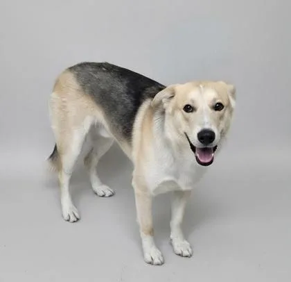 An adult large-sized male German Shepherd Dog dog named Bogey for adoption in Phoenix, AZ