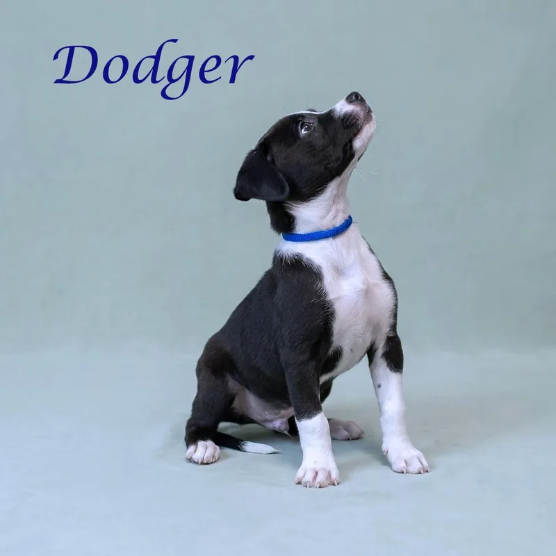 Dodger D