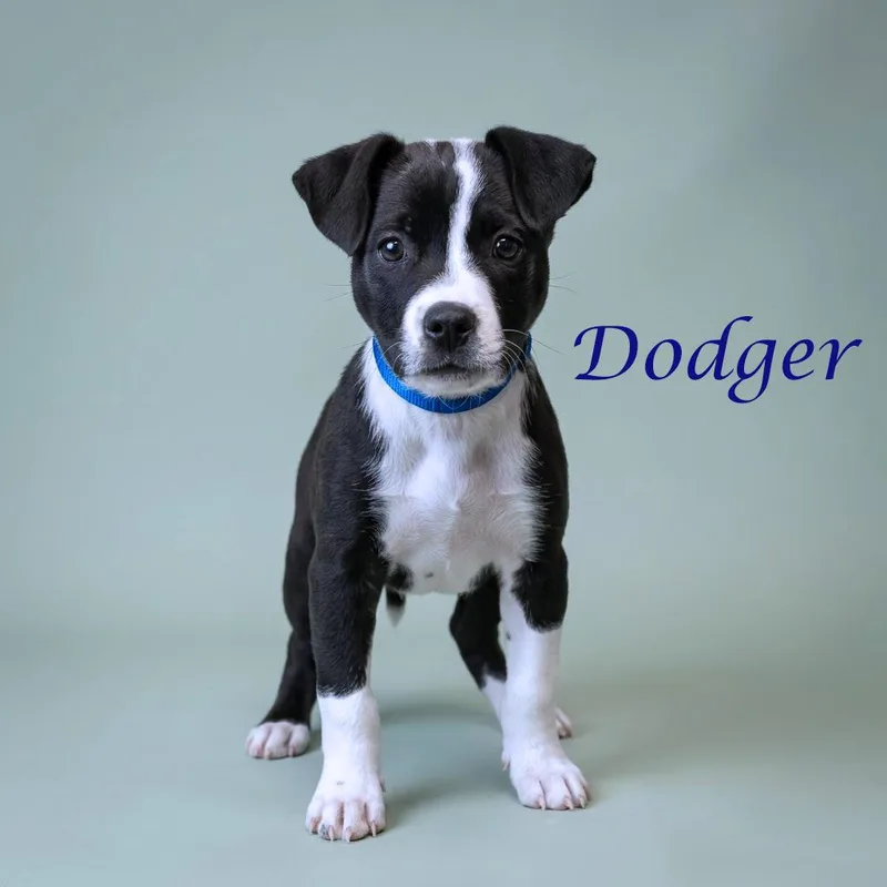 Dodger D thumbnail 2