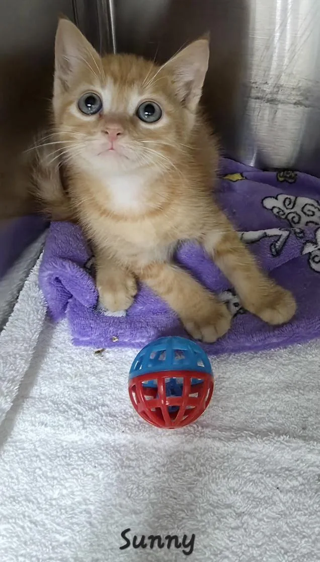 A baby medium-sized male Domestic Short Hair cat named Sunny and Cher for adoption in Key Largo, FL