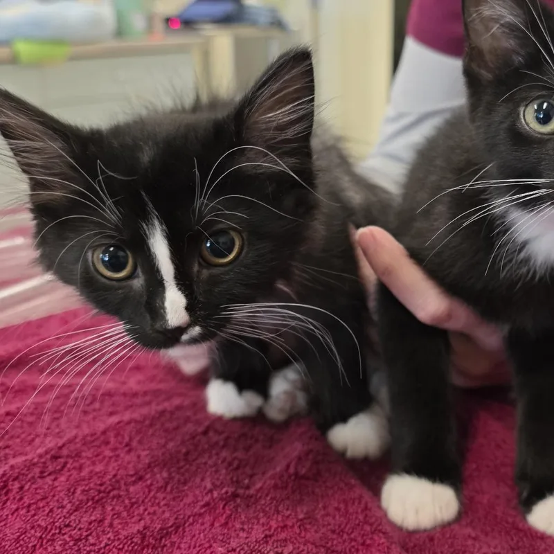 A baby small-sized female Black Domestic Short Hair cat named Passion for adoption in Novelty, OH