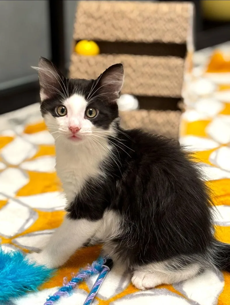 Gideonbonded thumbnail 3