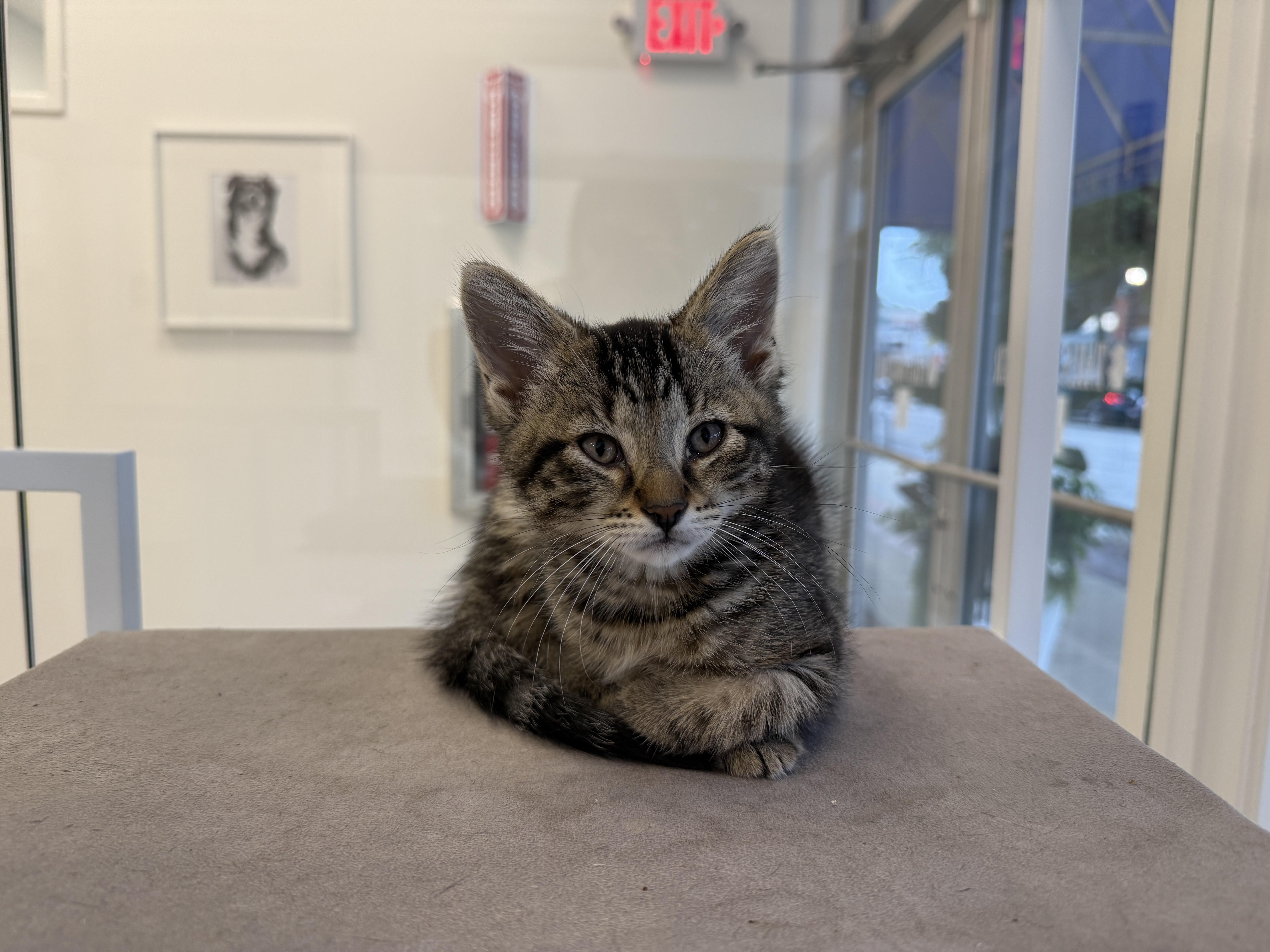 A baby medium-sized male Domestic Short Hair cat named Walnut for adoption in Evanston, IL