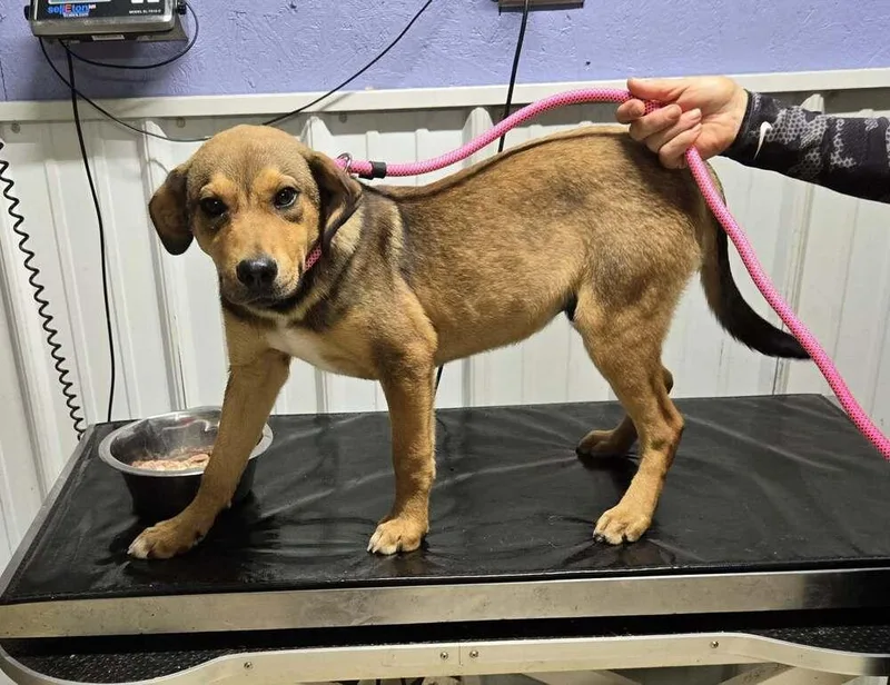 A young medium-sized male Tricolor (Brown, Black, & White) Hound dog named Dover for adoption in Waverly, OH