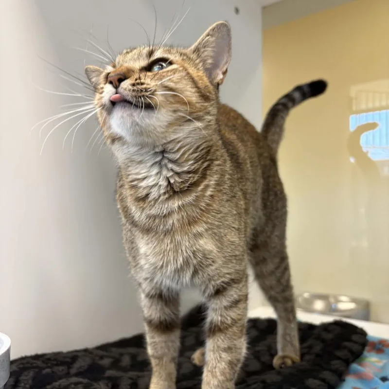 Cat Woman thumbnail 2